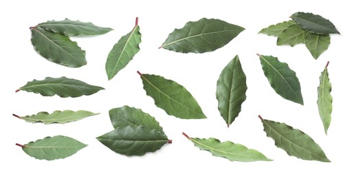 Image of Collage with fresh bay leaves on white background