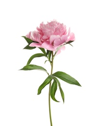 Fragrant bright peony on white background. Beautiful spring flower