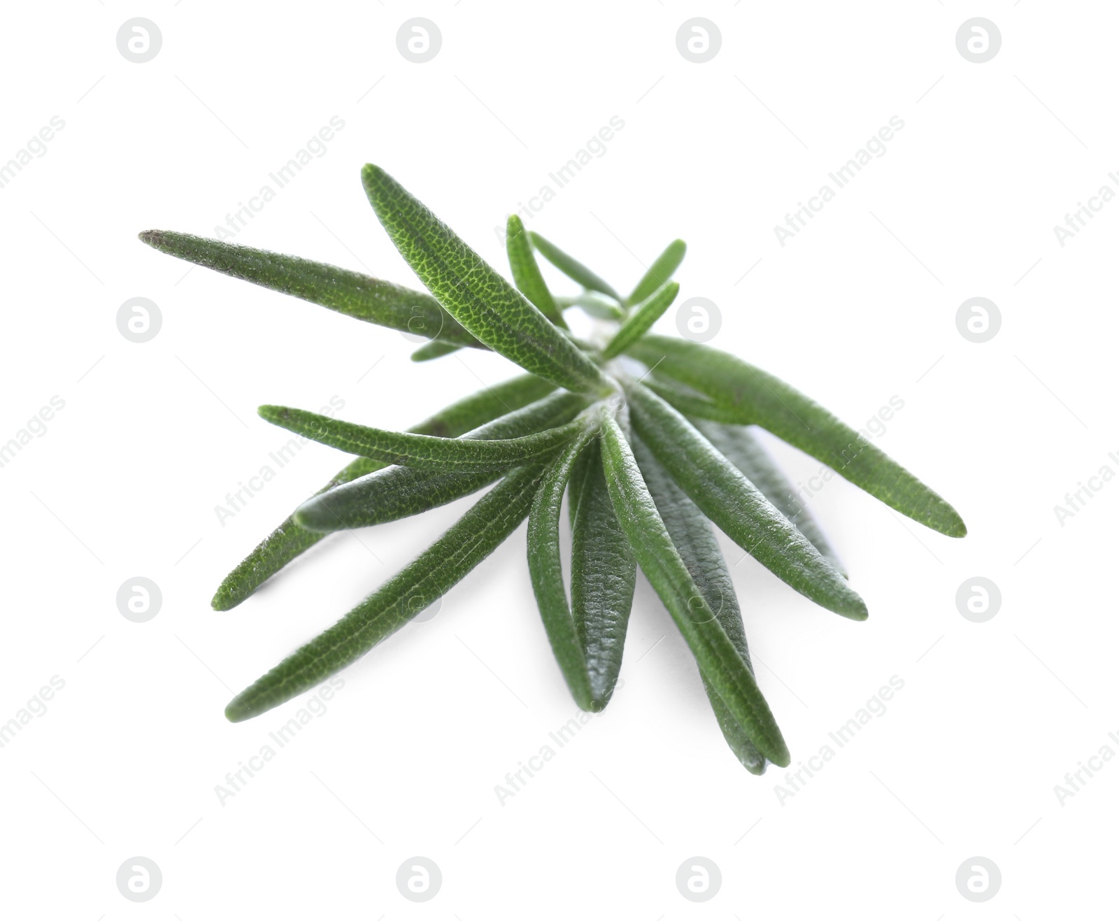 Photo of Sprig of fresh rosemary isolated on white