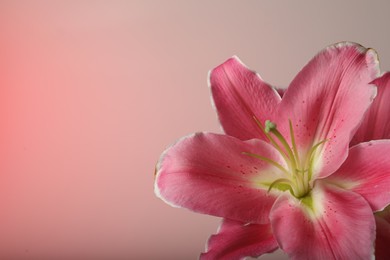 Photo of Beautiful pink lily flower on color background, closeup. Space for text