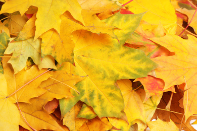 Photo of Beautiful golden autumn leaves as background, top view