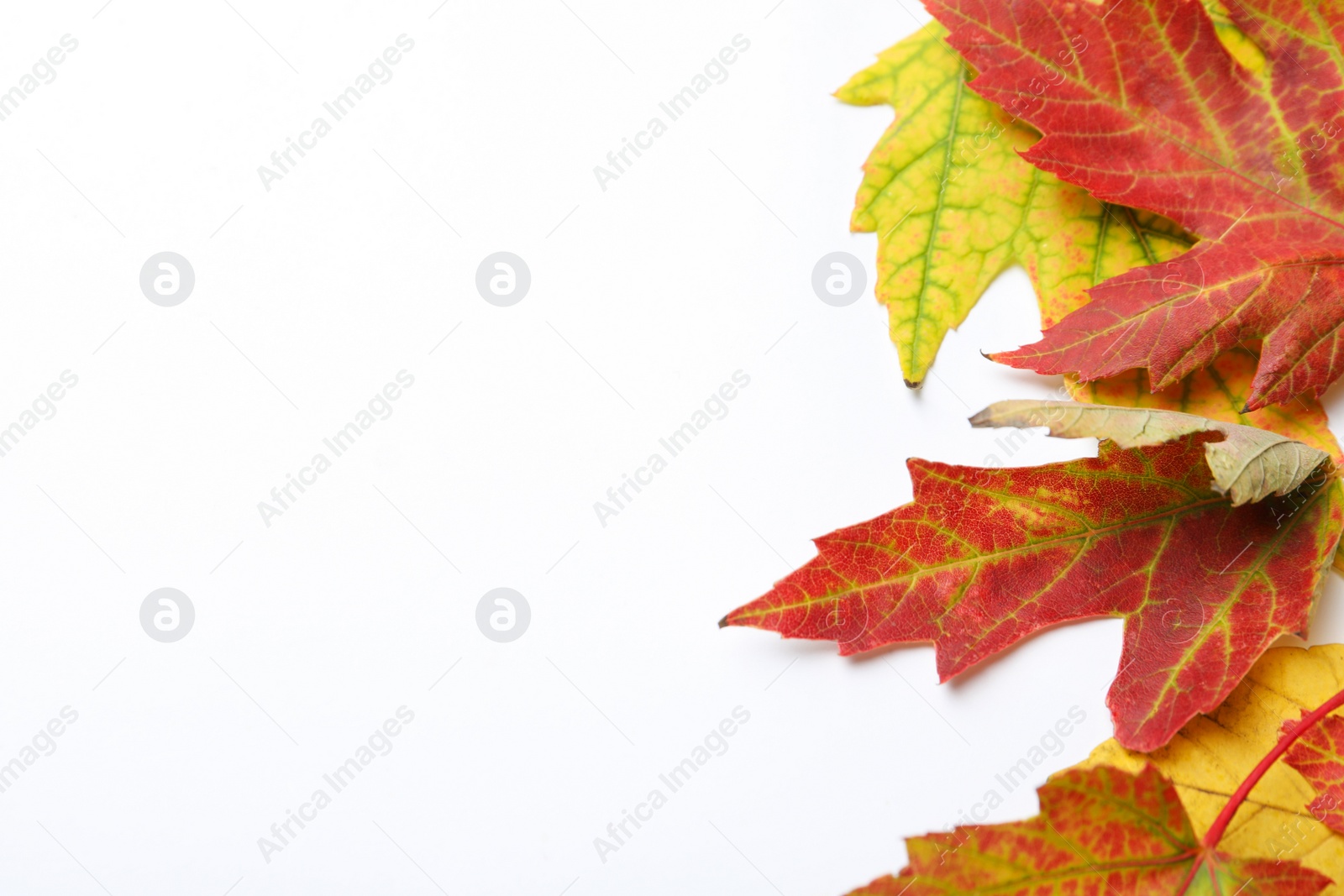 Photo of Colorful autumn leaves on white background, top view