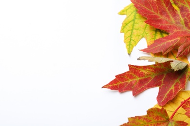 Photo of Colorful autumn leaves on white background, top view