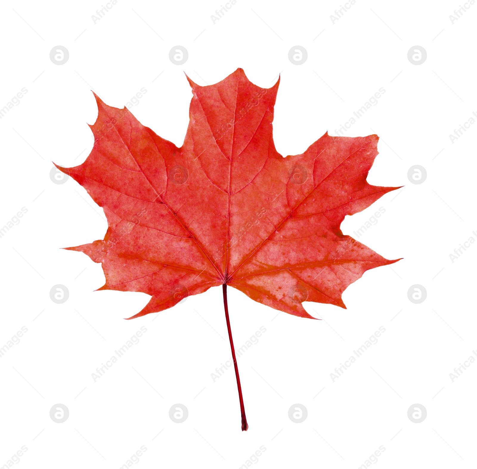 Image of Beautiful red maple leaf isolated on white. Autumn season