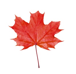 Image of Beautiful red maple leaf isolated on white. Autumn season