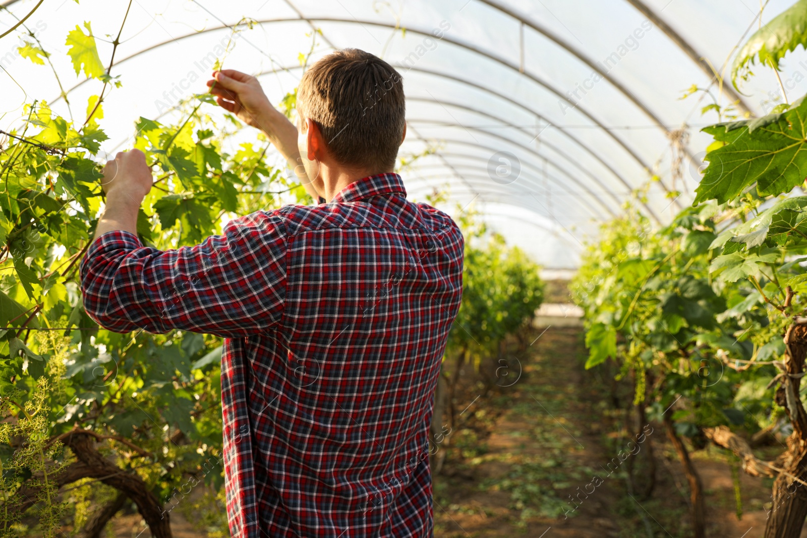 Photo of Man working with grape plants in greenhouse