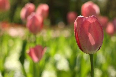 Photo of Beautiful pink tulips growing outdoors on sunny day, closeup. Space for text