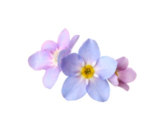 Photo of Amazing spring forget-me-not flowers on white background