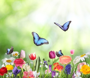 Image of Many beautiful spring flowers outdoors on sunny day