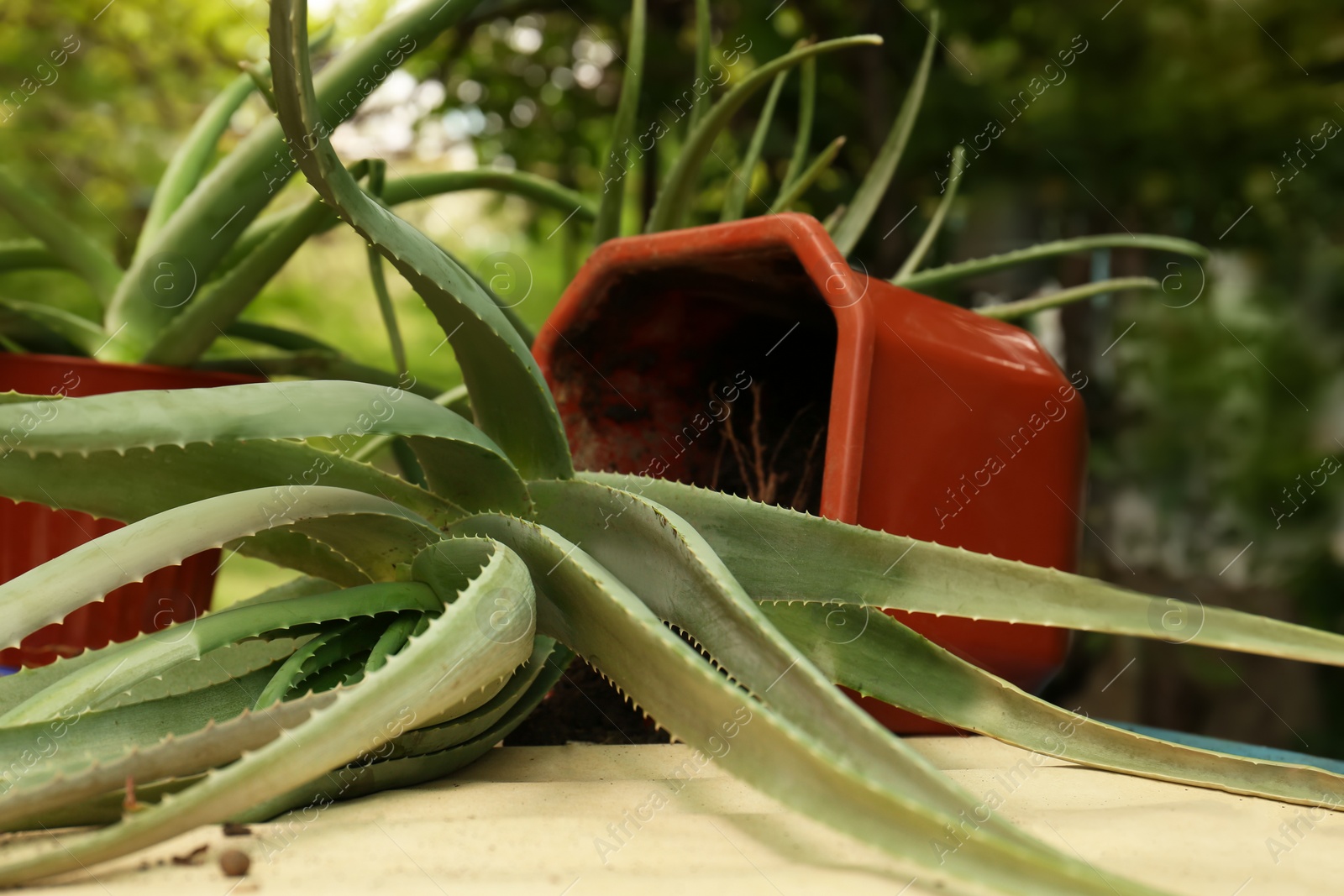 Photo of Flowerpot with aloe vera plant on table outdoors