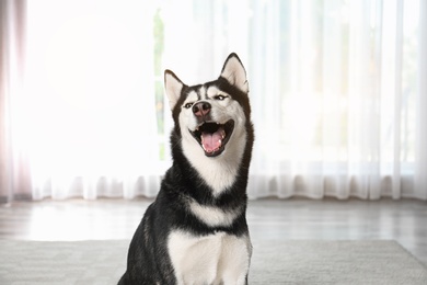 Photo of Cute funny Siberian Husky dog at home