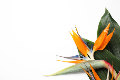 Photo of Bird of Paradise tropical flowers on white background, top view