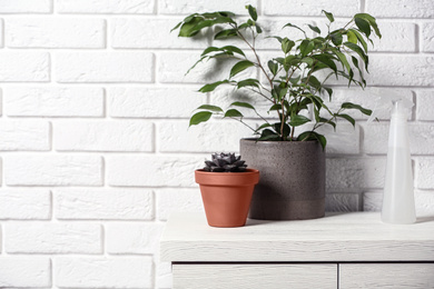 Photo of Beautiful plants and spray bottle on chest of drawers near brick wall at home. Space for text