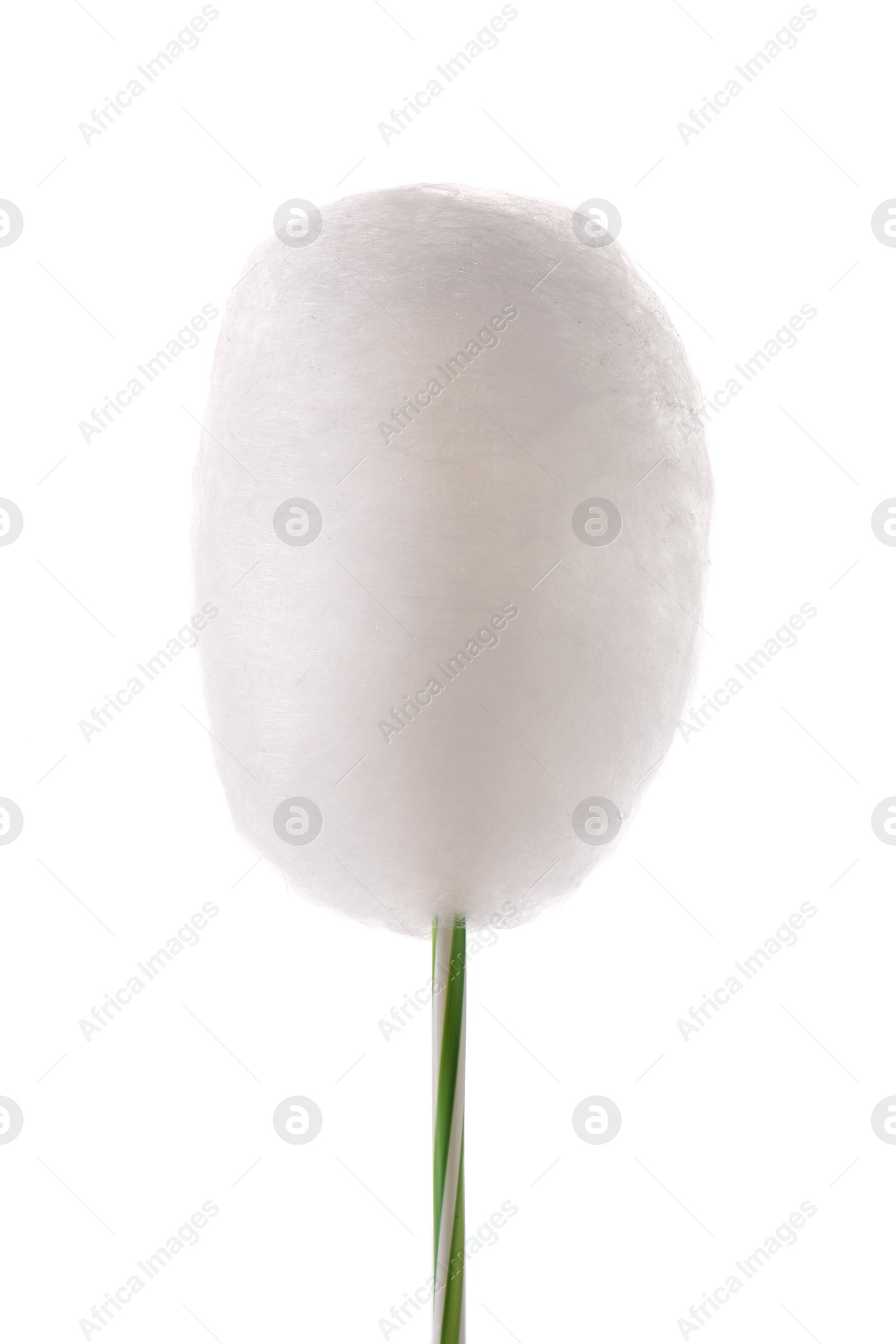 Photo of One sweet cotton candy isolated on white