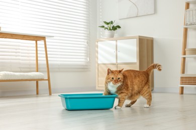 Photo of Cute ginger cat near litter box at home