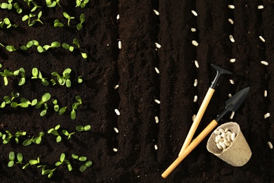 Photo of Gardening tools, white beans on fertile soil, flat lay. Vegetable seeds