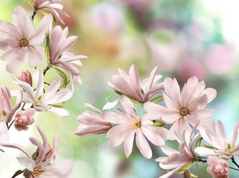 Beautiful pink magnolia flowers outdoors. Amazing spring blossom