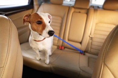 Photo of Jack Russel Terrier in car. Adorable pet