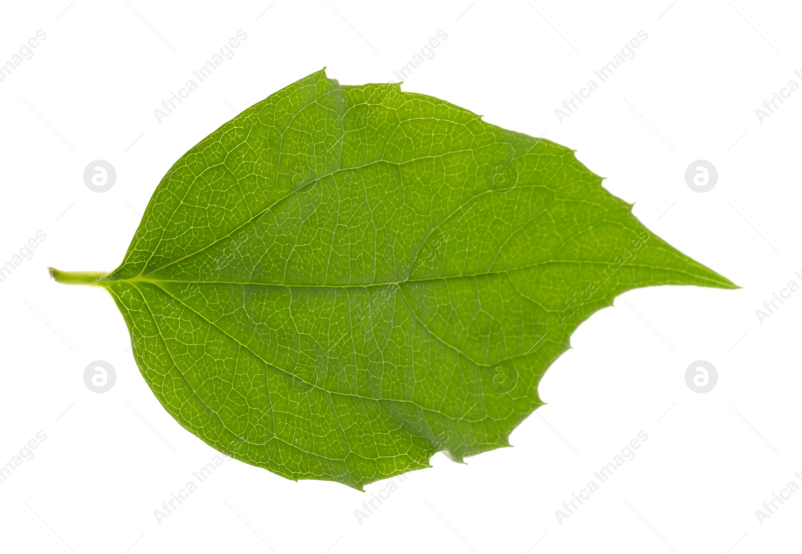 Photo of Fresh green jasmine leaf isolated on white