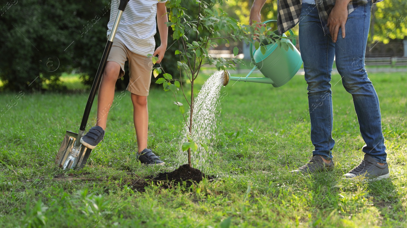 Photo of Dad and son watering tree in park on sunny day, closeup