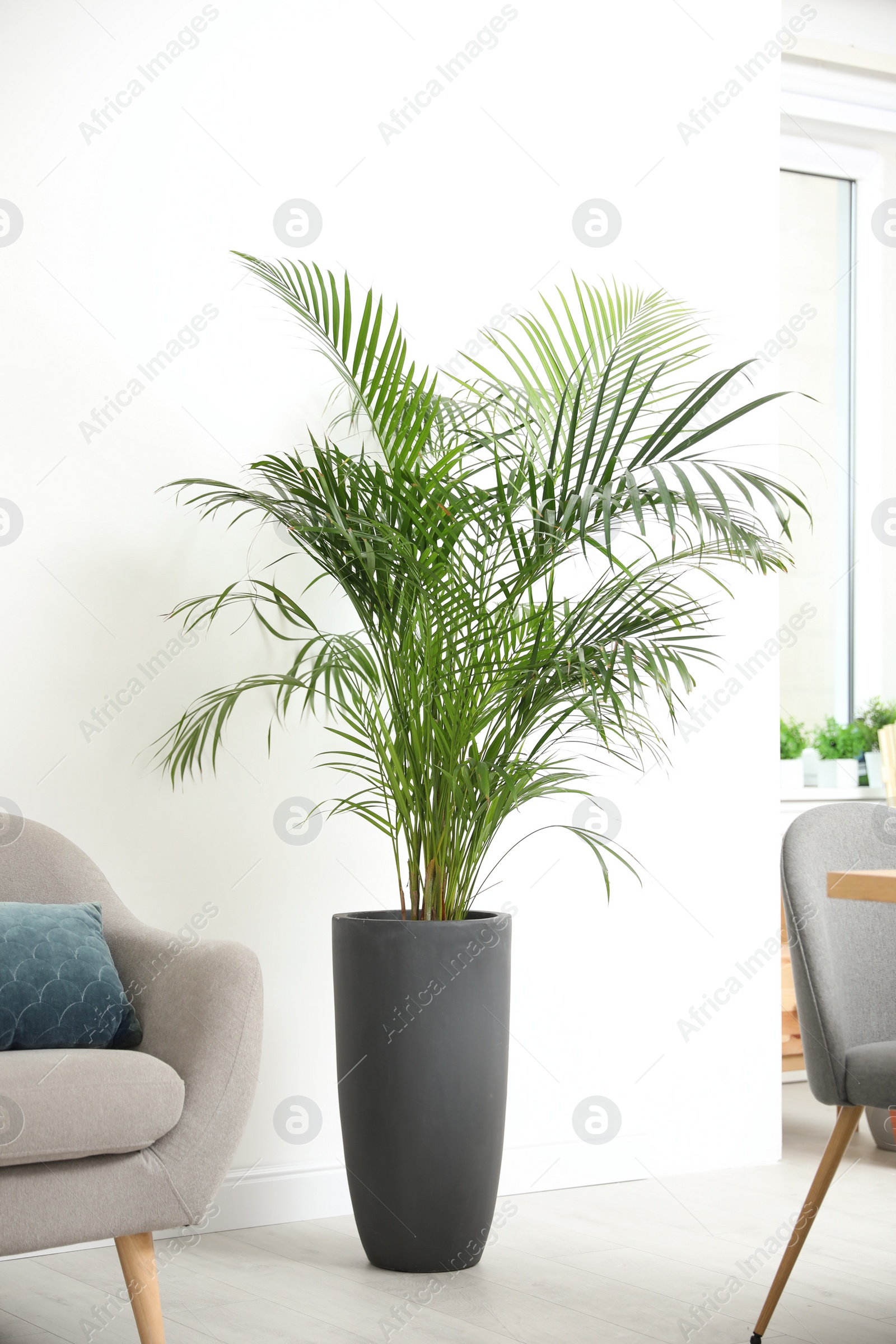 Photo of Beautiful potted palm in modern living room