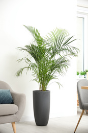 Beautiful potted palm in modern living room