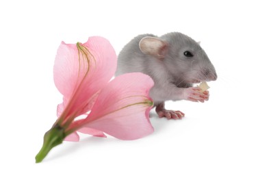 Small grey rat with piece of cheese and flower on white background