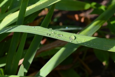 Photo of Green leaves with water drops outdoors, closeup