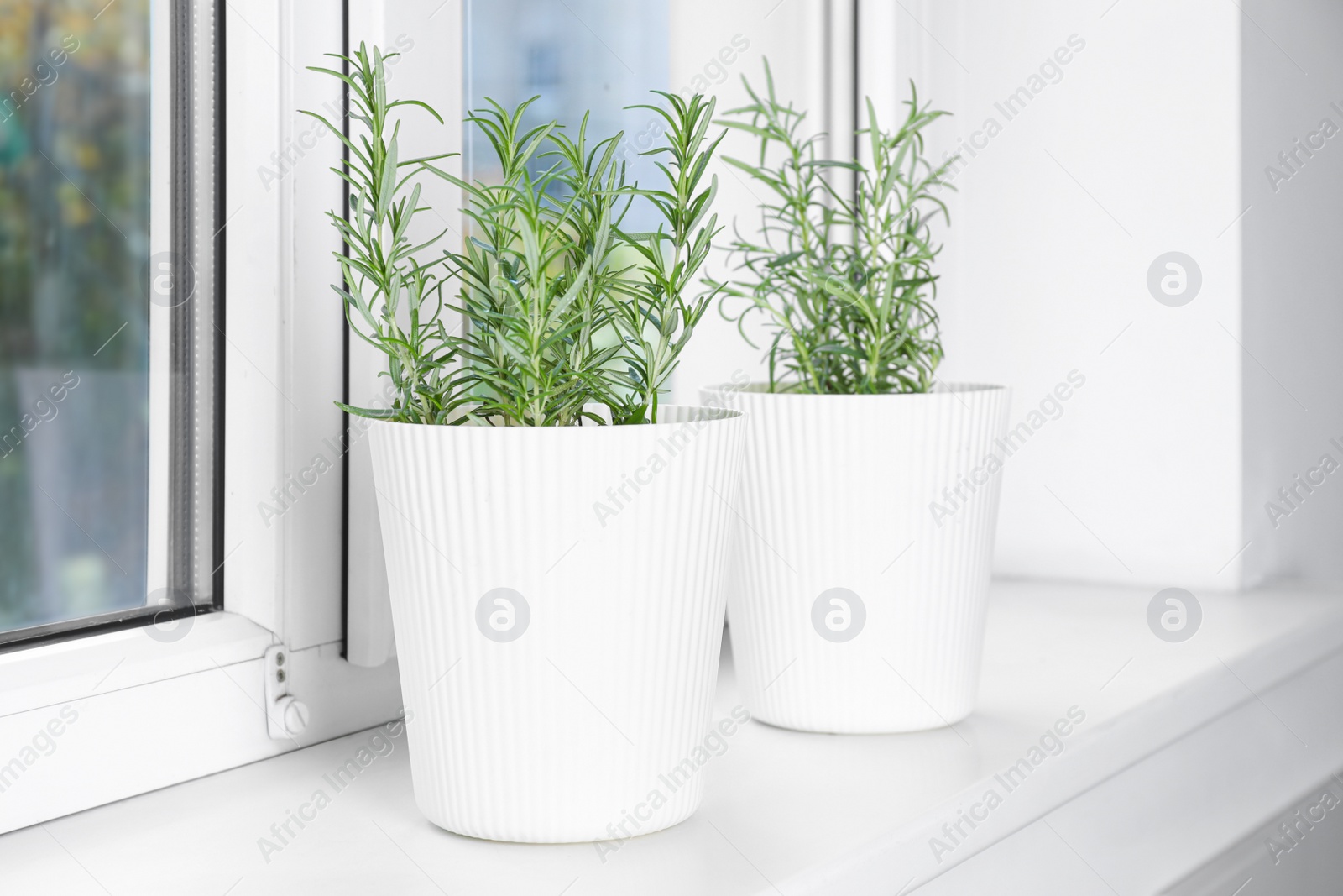 Photo of Aromatic green potted rosemary on windowsill indoors