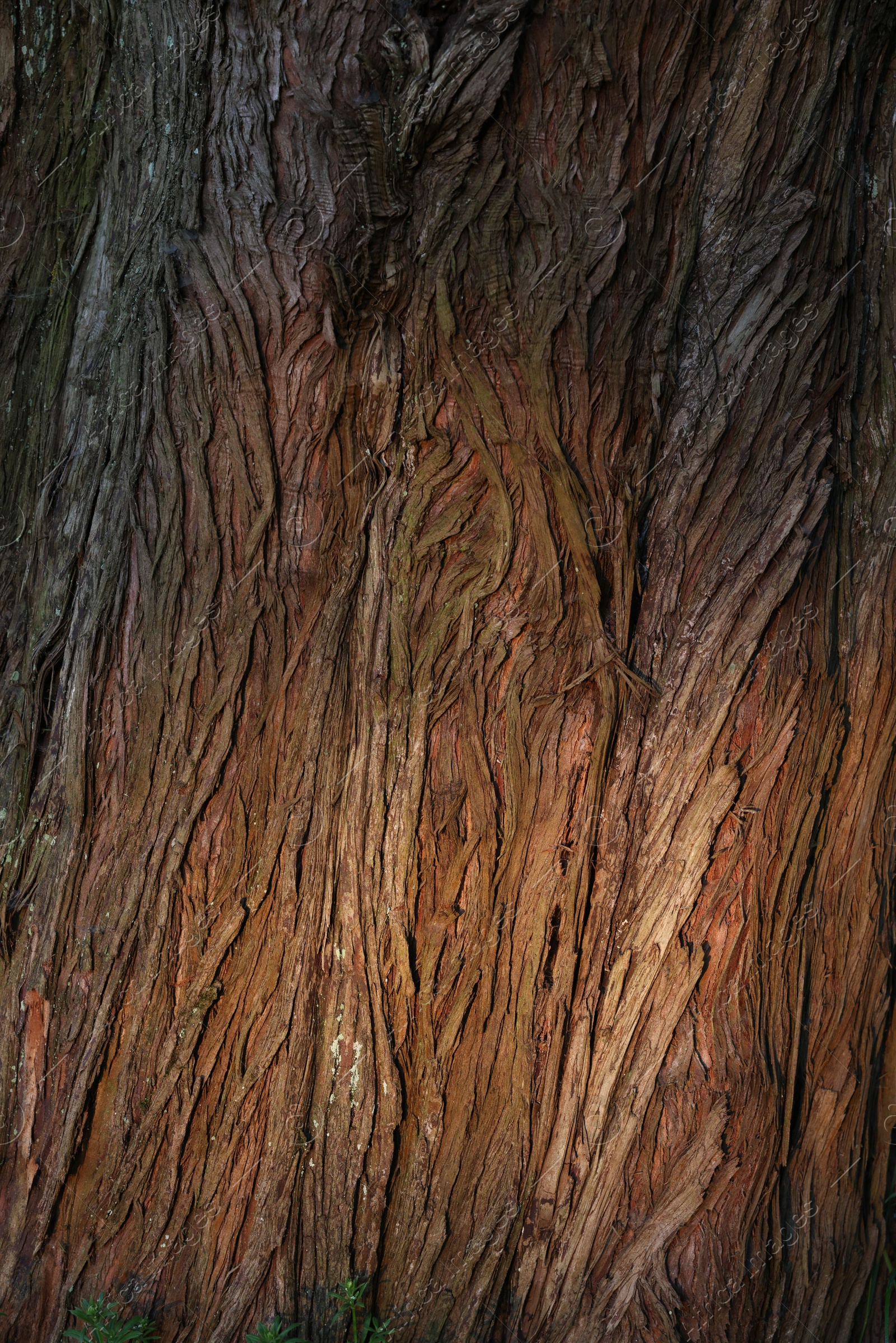 Photo of Closeup view of tree bark as background