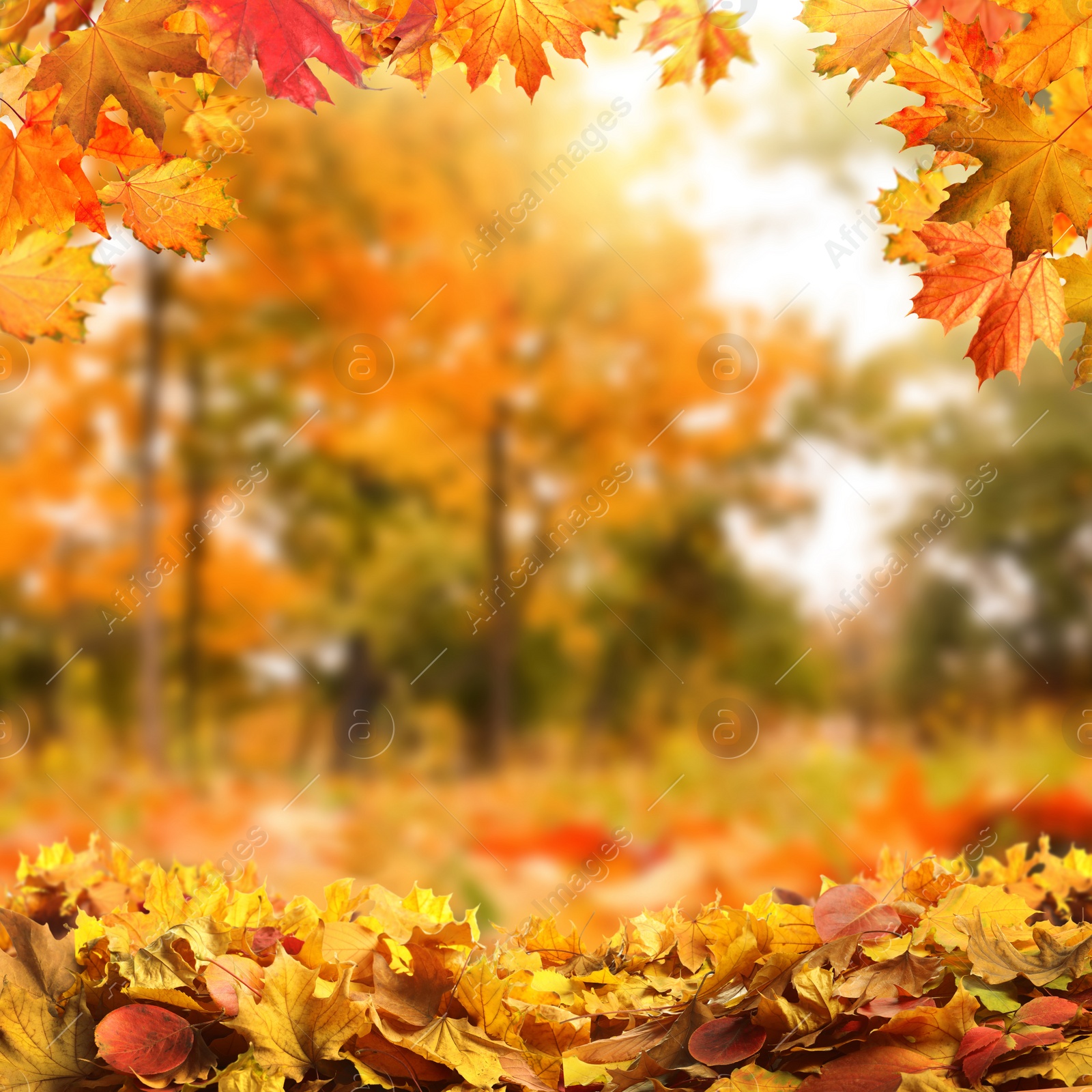 Image of Beautiful colorful autumn leaves and blurred park on background