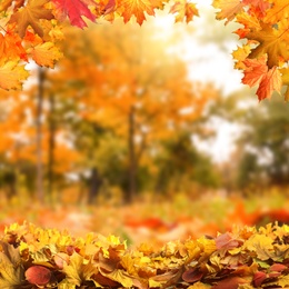 Image of Beautiful colorful autumn leaves and blurred park on background