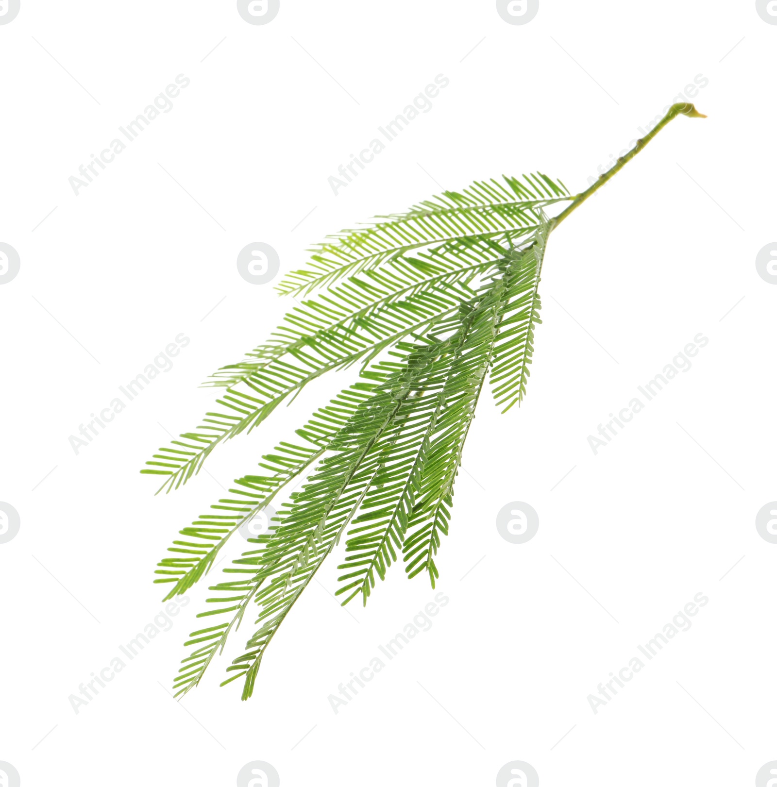 Photo of Mimosa branch with green leaves on white background