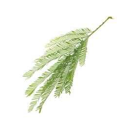 Mimosa branch with green leaves on white background