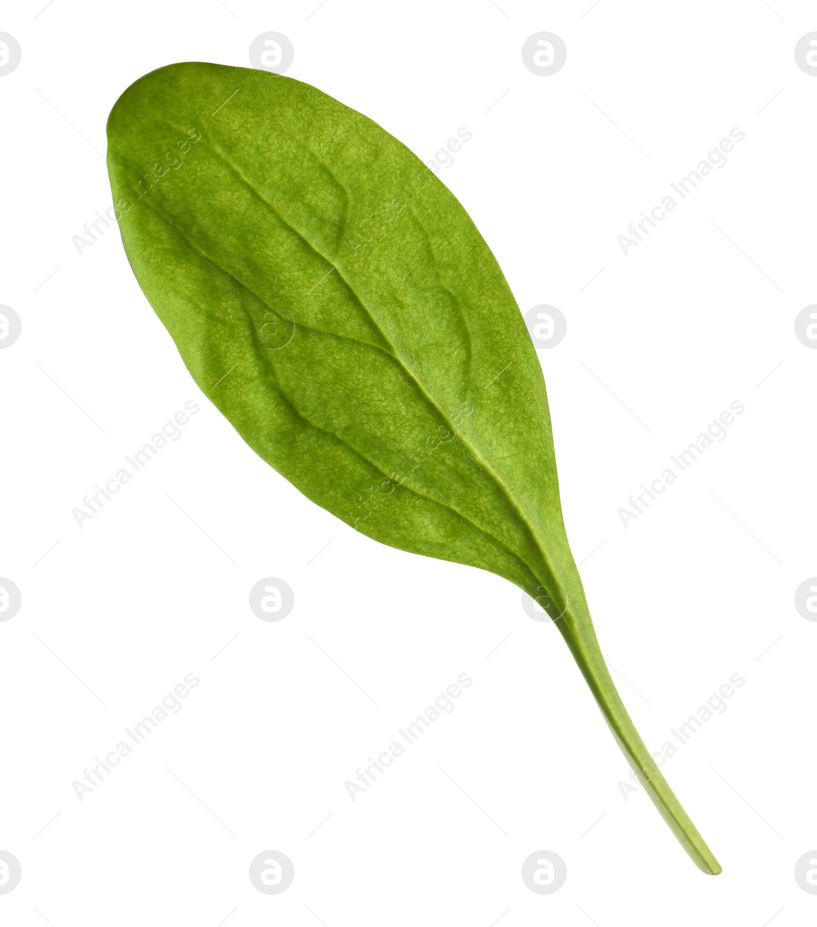 Photo of Fresh green basil leaf isolated on white