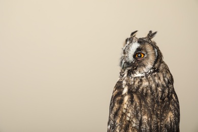 Photo of Beautiful eagle owl on beige background, space for text. Predatory bird