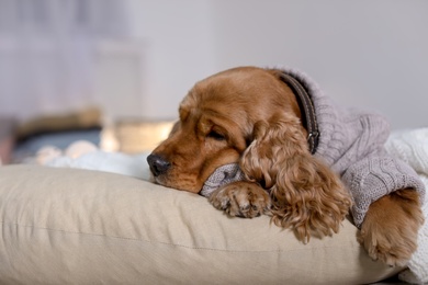 Photo of Cute Cocker Spaniel dog in knitted sweater lying on pillow at home. Warm and cozy winter