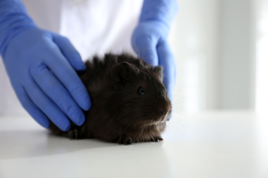 Photo of Female veterinarian examining guinea pig in clinic, closeup