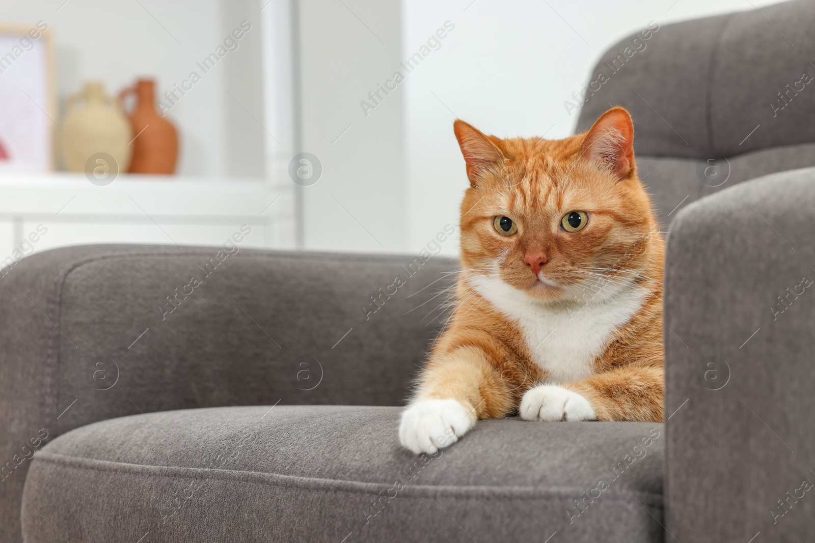 Photo of Cute ginger cat lying on armchair at home. Space for text