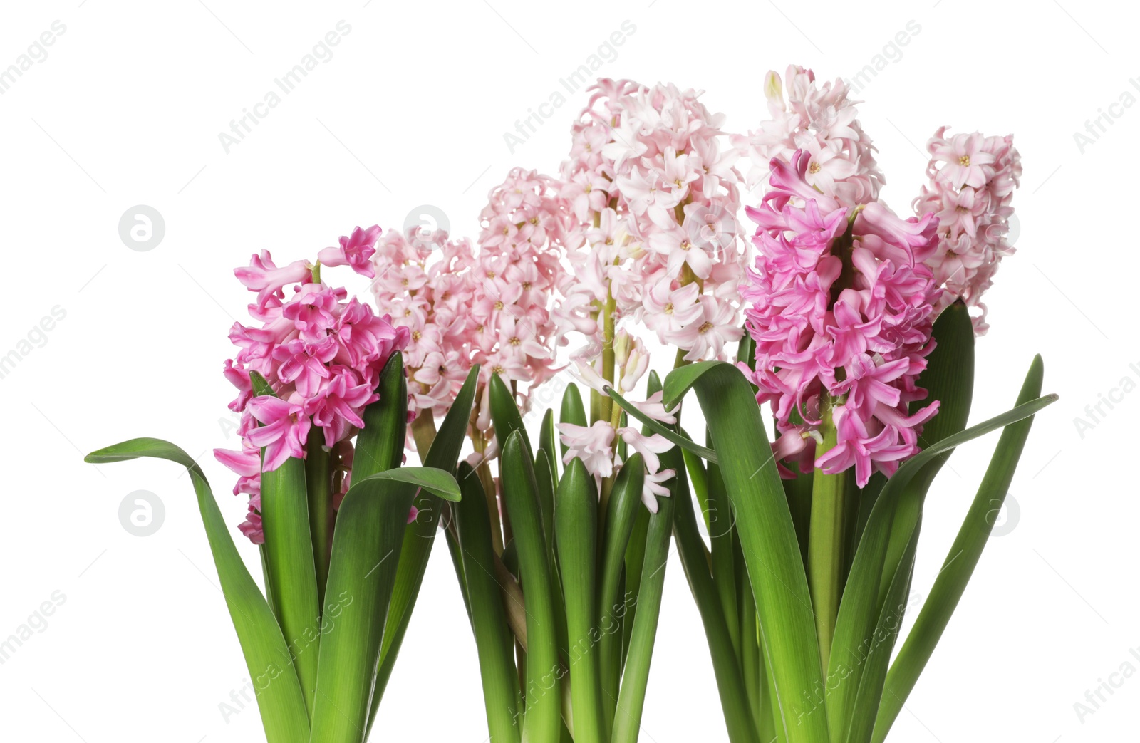 Photo of Beautiful spring hyacinth flowers isolated on white