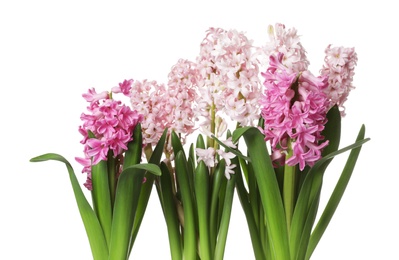 Photo of Beautiful spring hyacinth flowers isolated on white