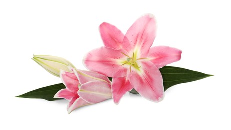 Beautiful pink lily flowers on white background