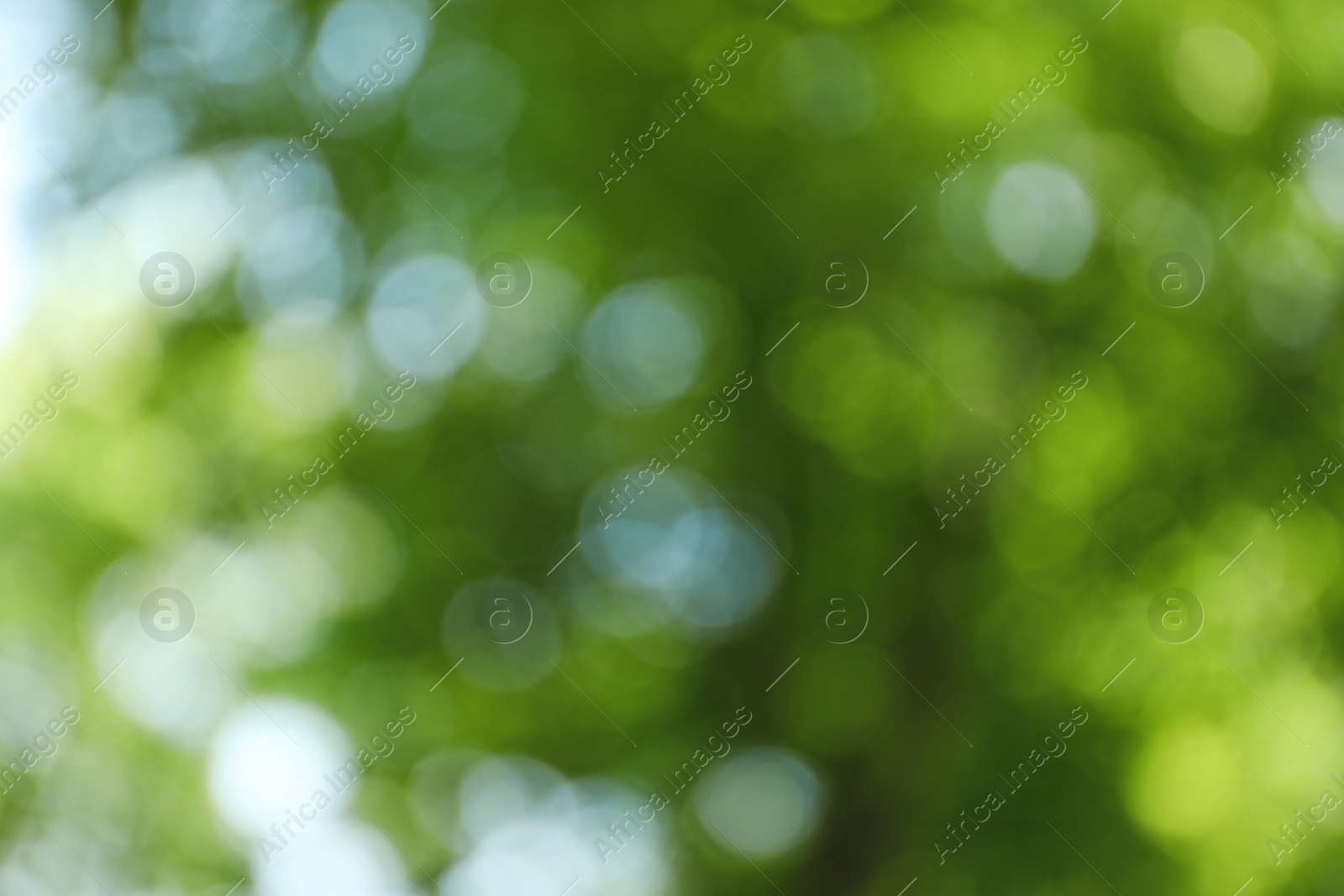 Photo of Blurred view of abstract green background. Bokeh effect