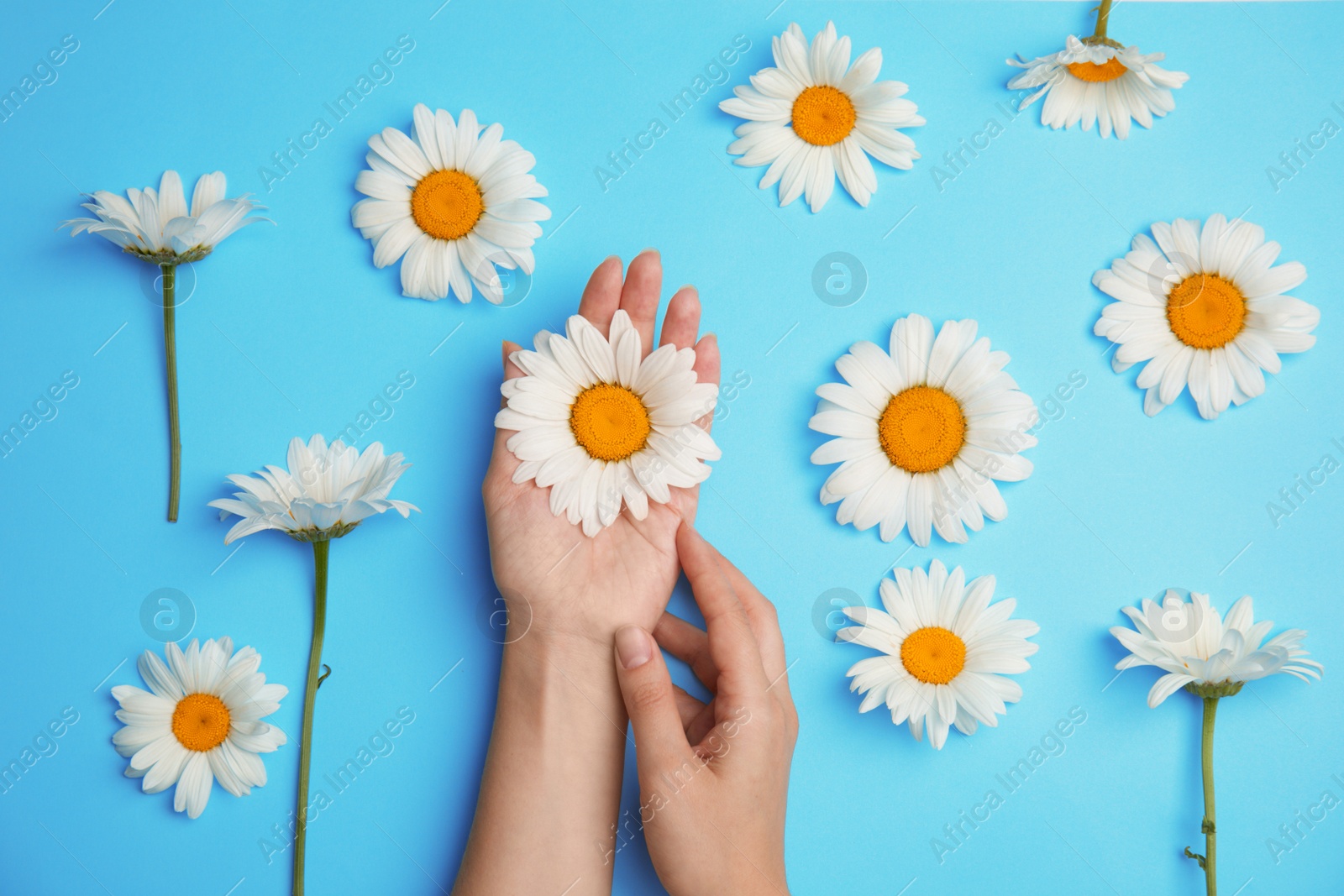 Photo of Woman with beautiful chamomile flowers on color background, top view