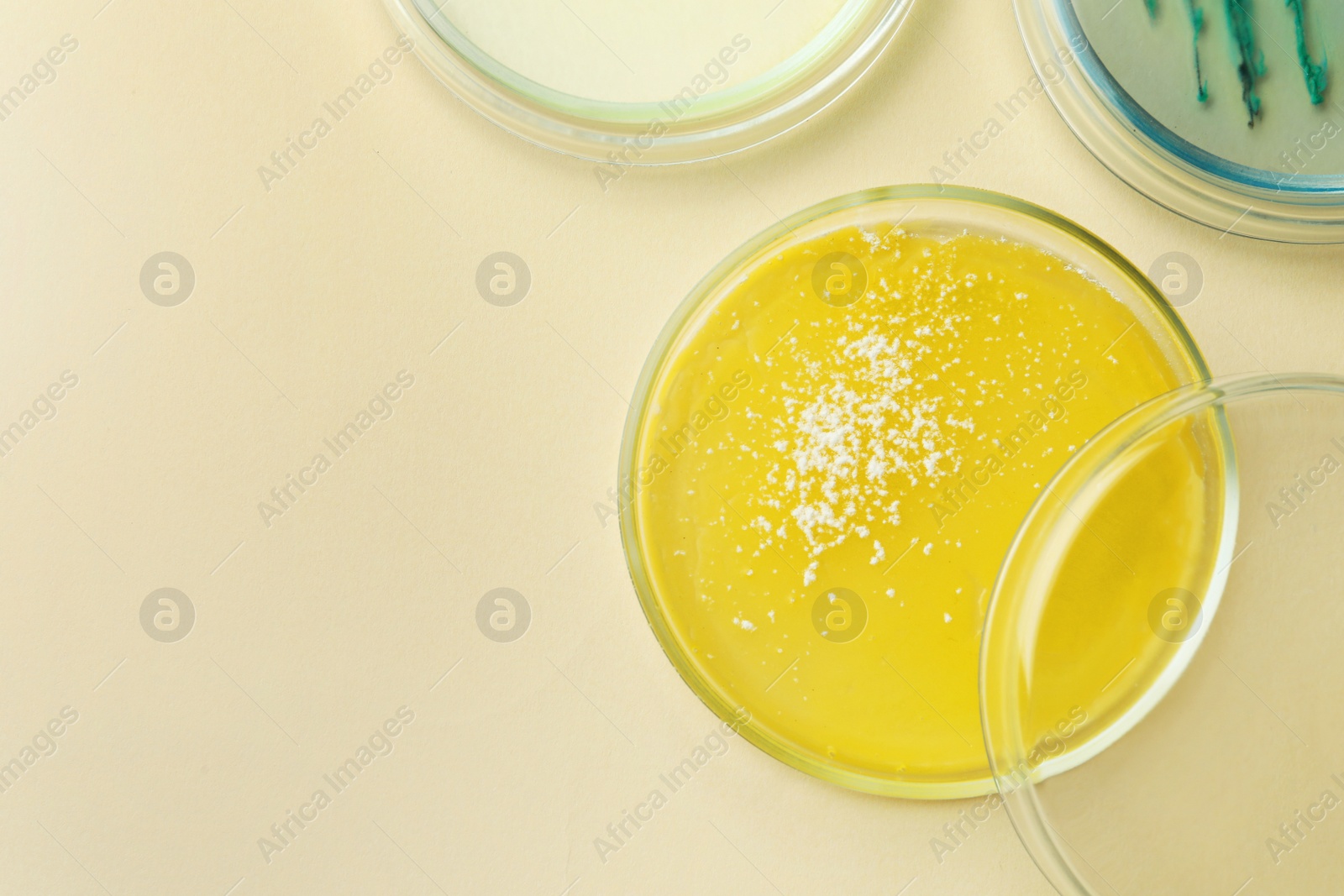 Photo of Petri dishes with different bacteria colonies on beige background, flat lay. Space for text