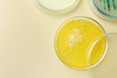 Photo of Petri dishes with different bacteria colonies on beige background, flat lay. Space for text