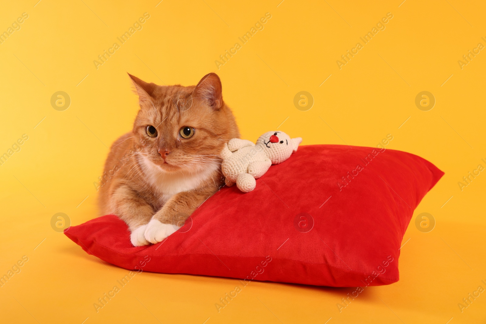Photo of Cute ginger cat with crocheted bunny and red pillow on orange background