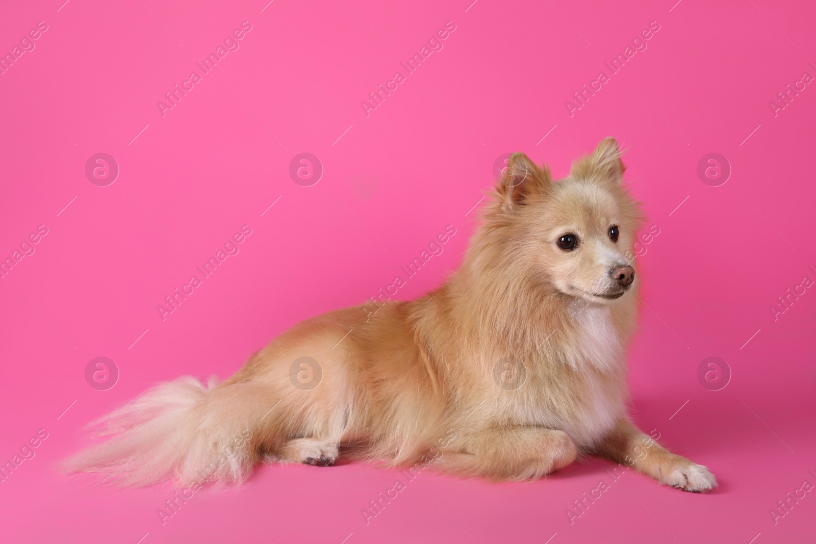 Photo of Cute small dog lying on pink background