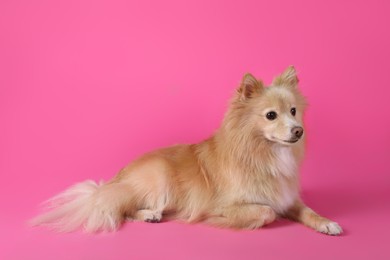 Cute small dog lying on pink background