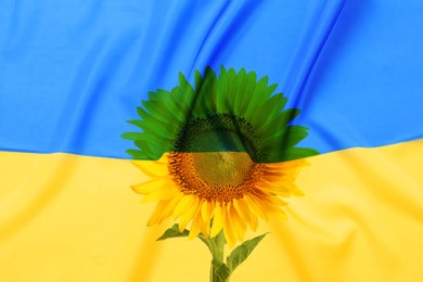 Double exposure of Ukrainian national flag and sunflower